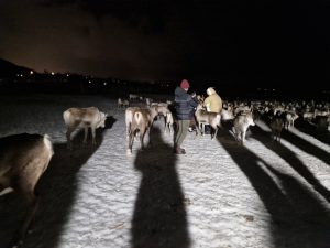 Feeding Reindeer and Learning about Sami Culture