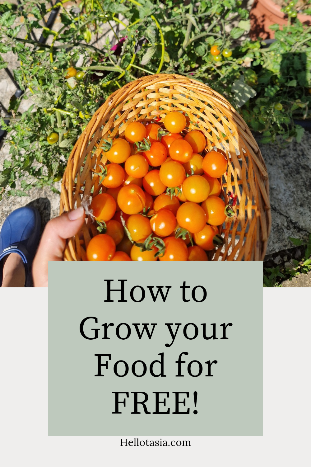 How to Grow Your Food for FREE