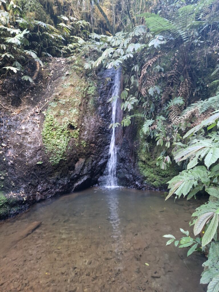 Image of a small waterfall cascading down a moss-covered rock face into a shallow, clear pool surrounded by lush green foliage and ferns. The setting is deep within a forest, with dappled sunlight filtering through the dense canopy above, casting a serene glow over the scene. The water flows gently, adding to the tranquil and untouched natural beauty of the location.